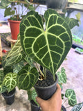 Anthurium Clarinervium