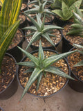 Sansevieria All Night Star White