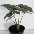 Alocasia Bisma