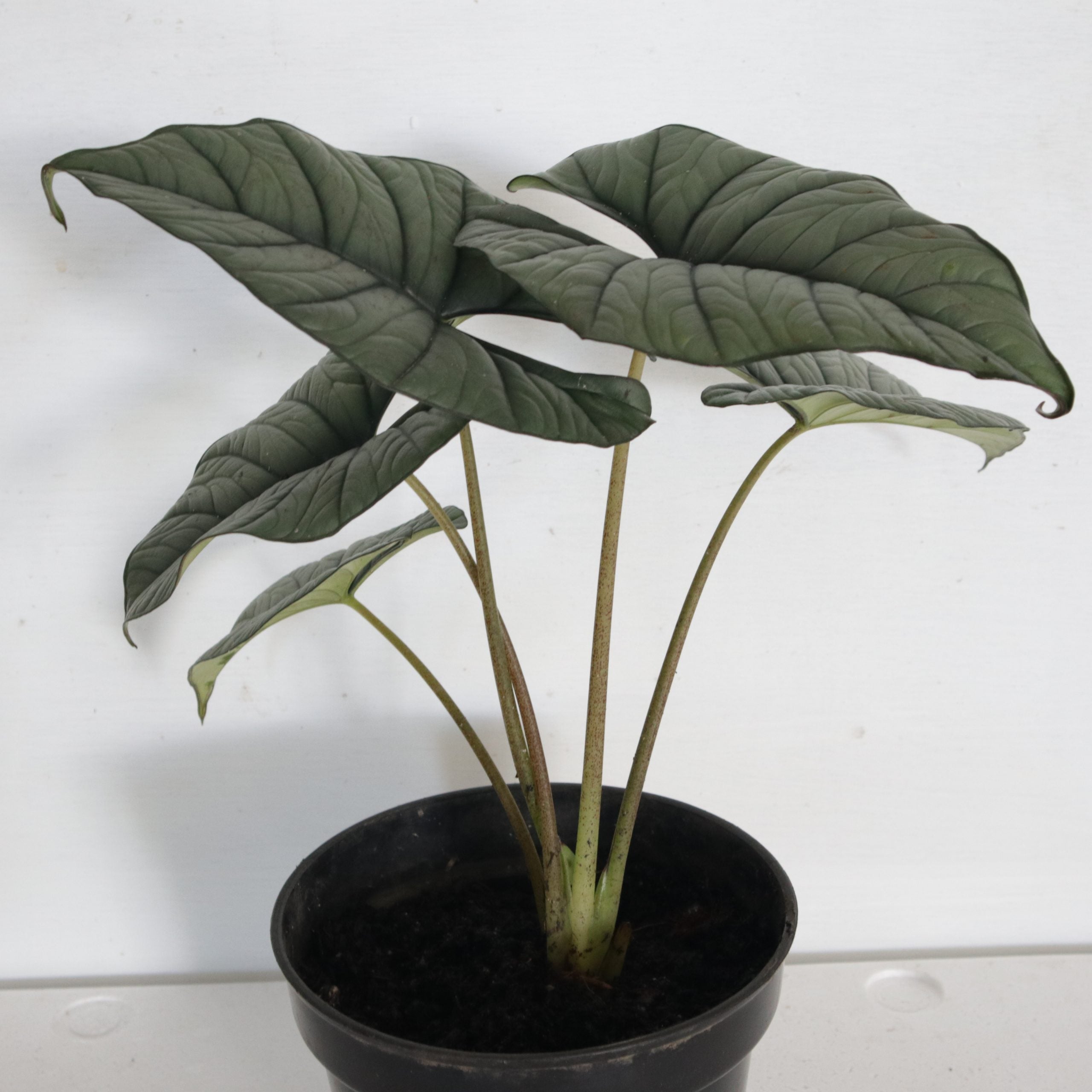 Alocasia Bisma