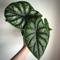 Alocasia Dragon Scale
