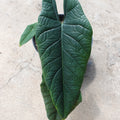 Alocasia Scalfurm