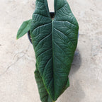 Alocasia Scalfurm