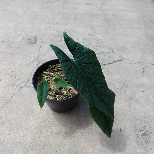 Alocasia Scalfurm