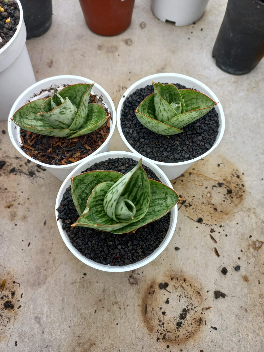 Sansevieria Angelina