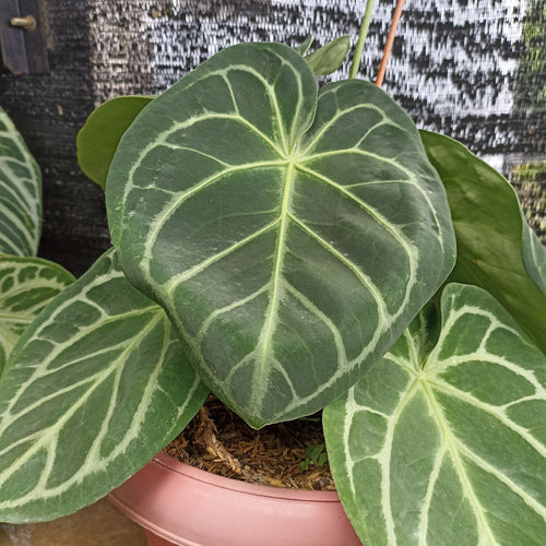 Anthurium Crystalinum