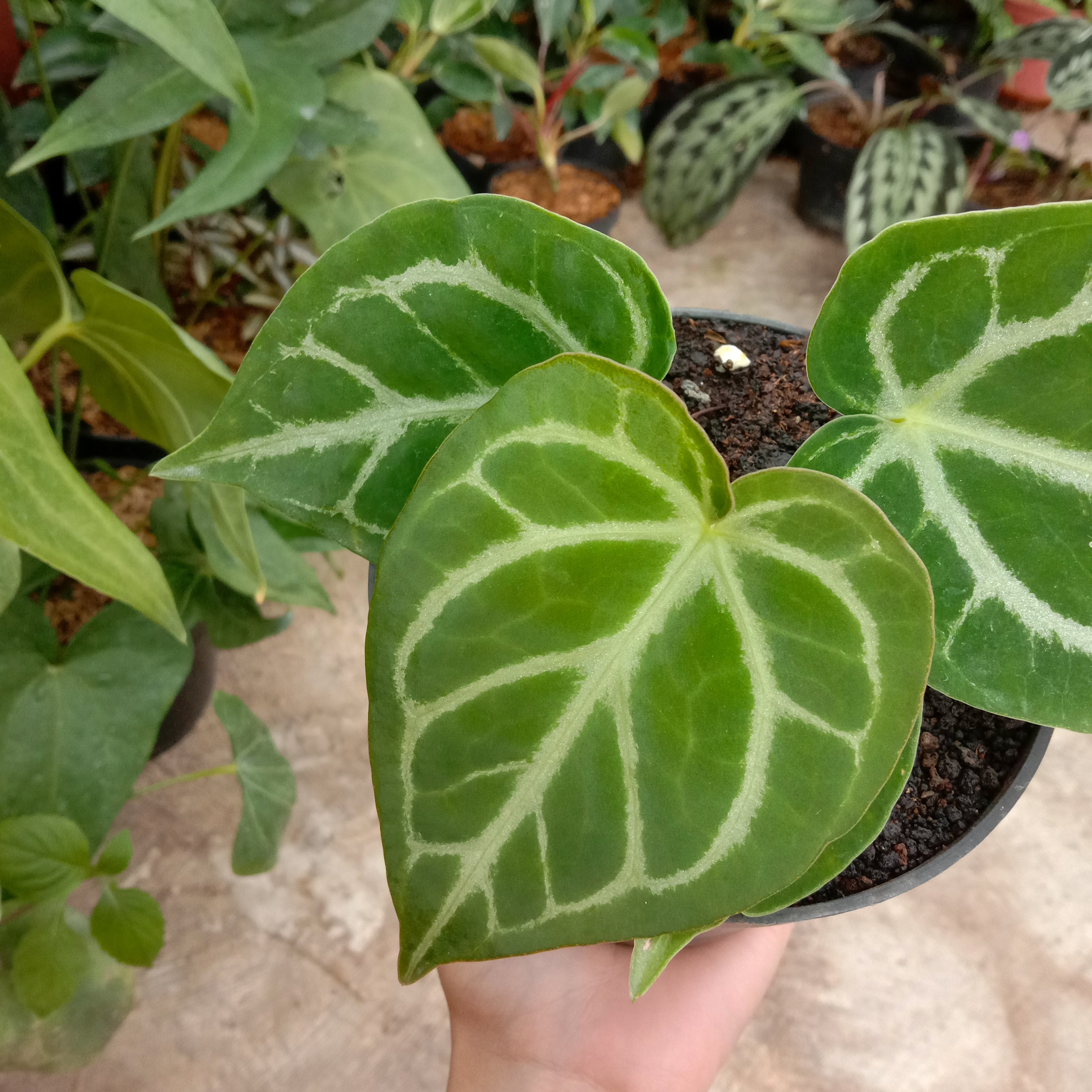 Anthurium Crystalinum