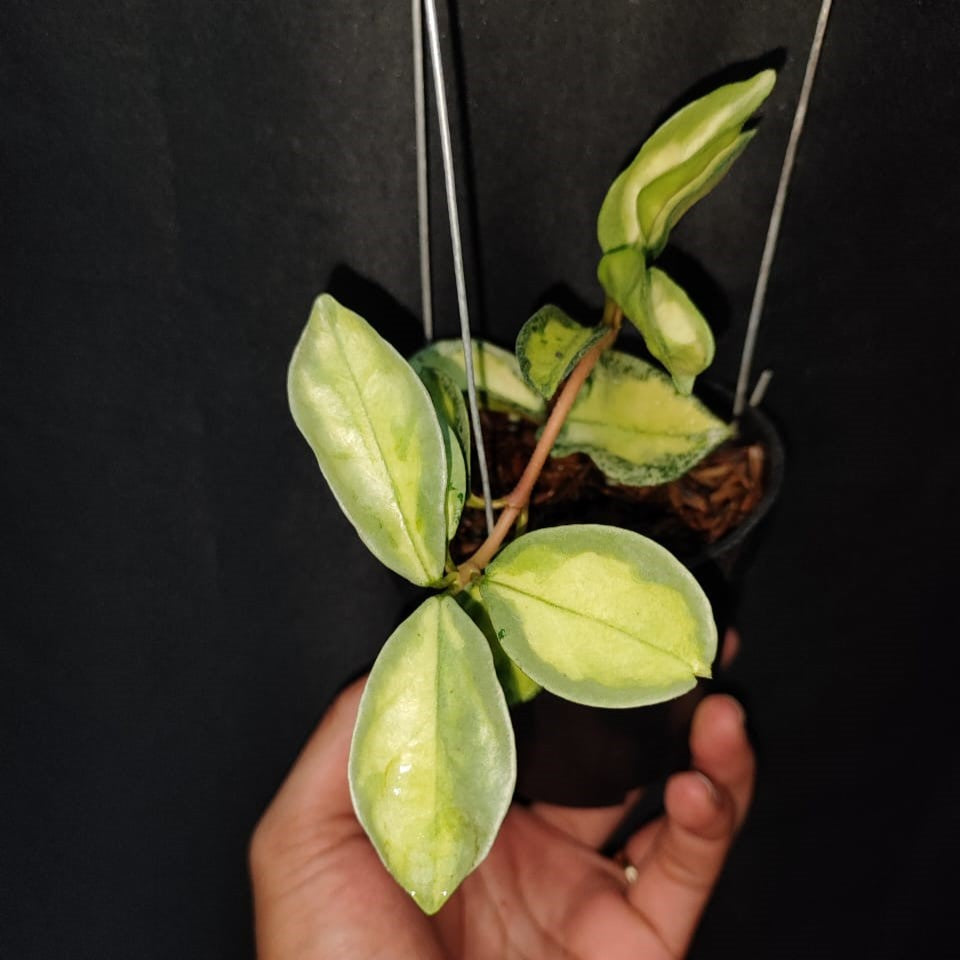 Hoya Argantea Princess