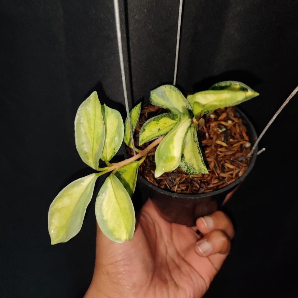 Hoya Argantea Princess