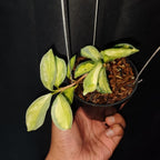 Hoya Argantea Princess