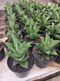 Sansevieria Armanu