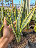 Sansevieria Assalam