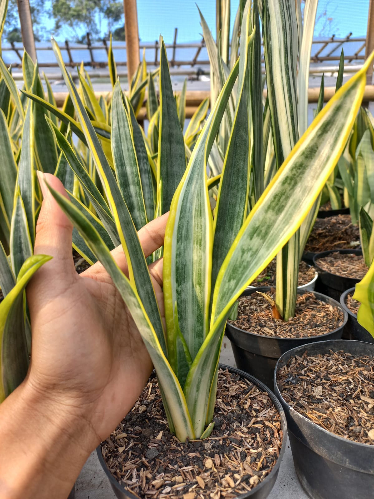 Sansevieria Assalam