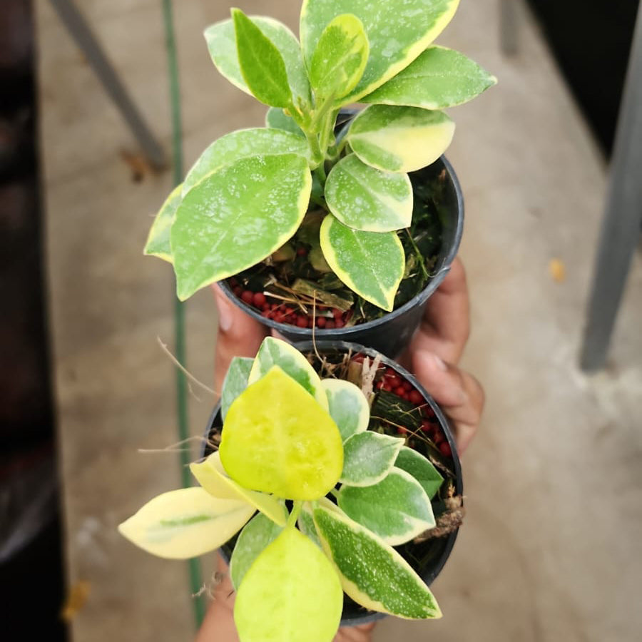 Hoya Australis Albomarginata