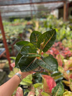 Aglaonema Black Moonlight