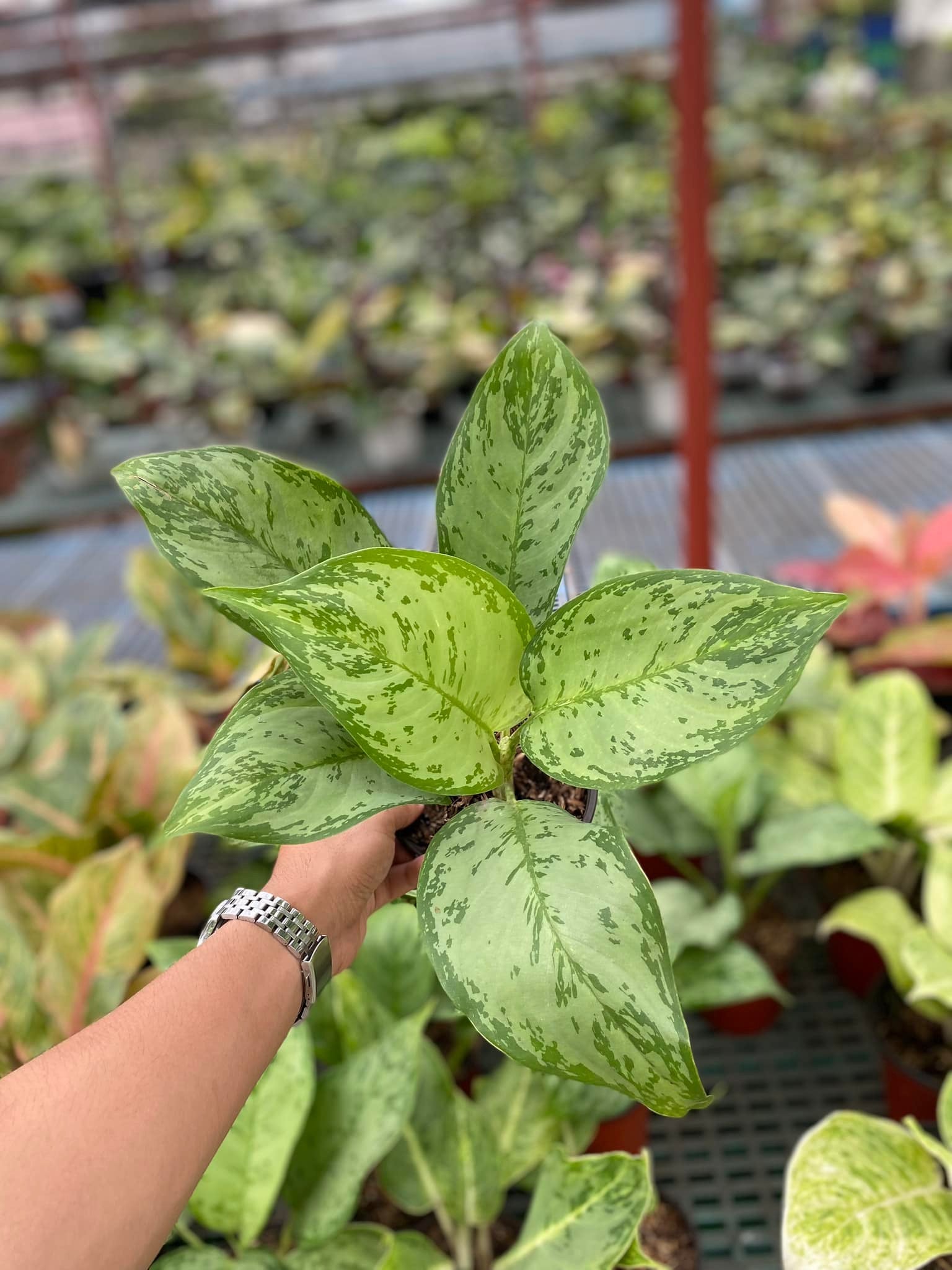Aglaonema Black Rose