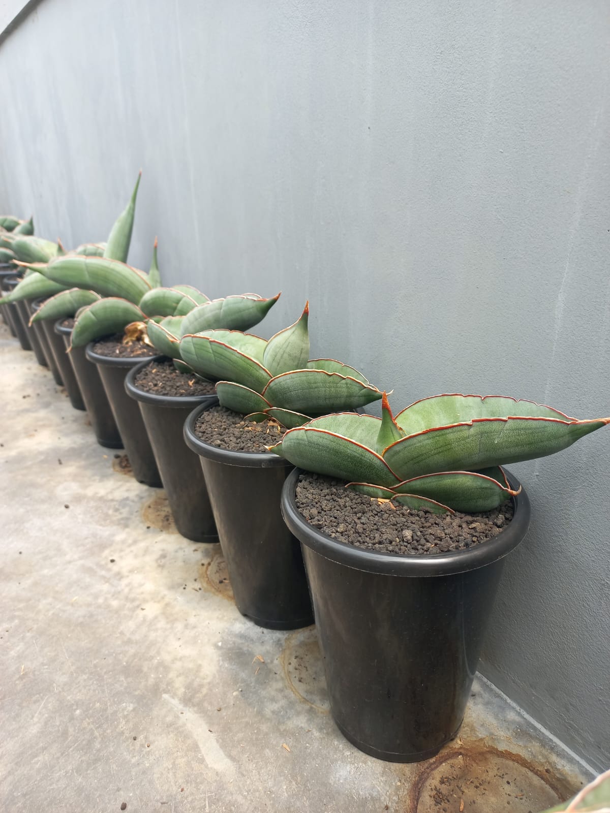 Sansevieria Banana