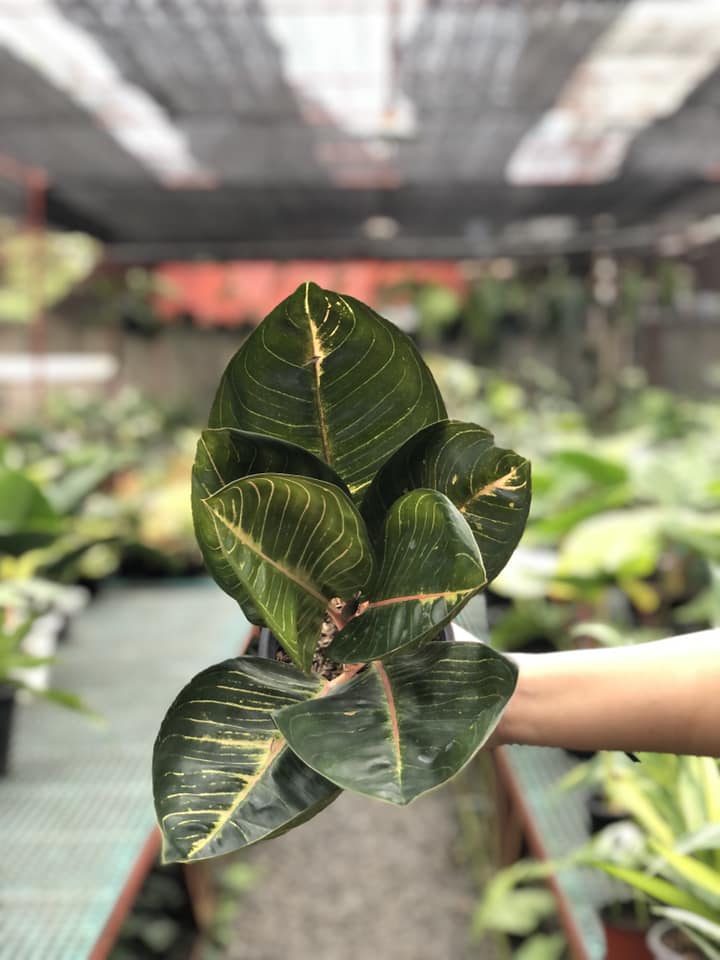 Aglaonema Black Moonlight