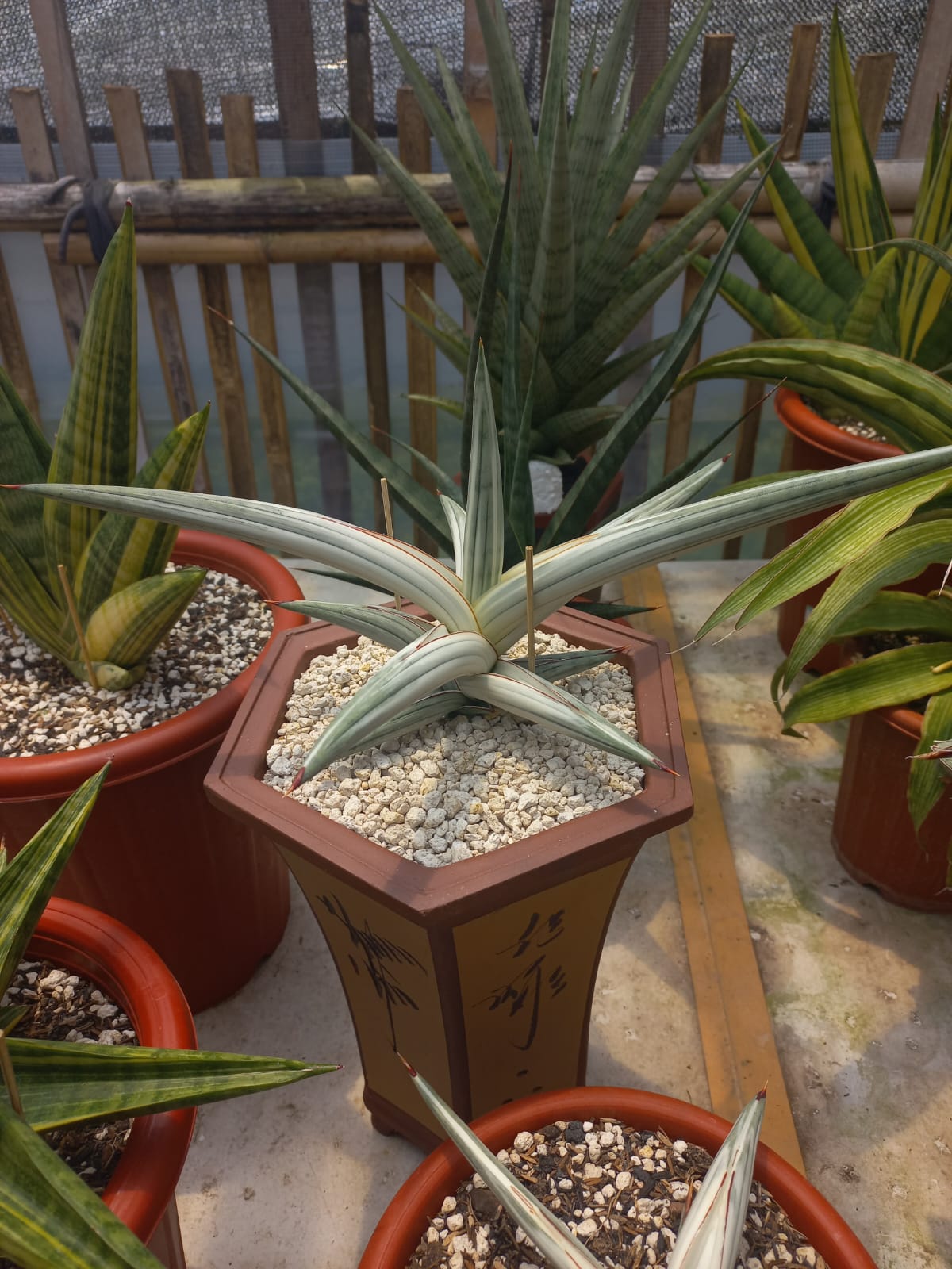 Sansevieria Blue Platinum