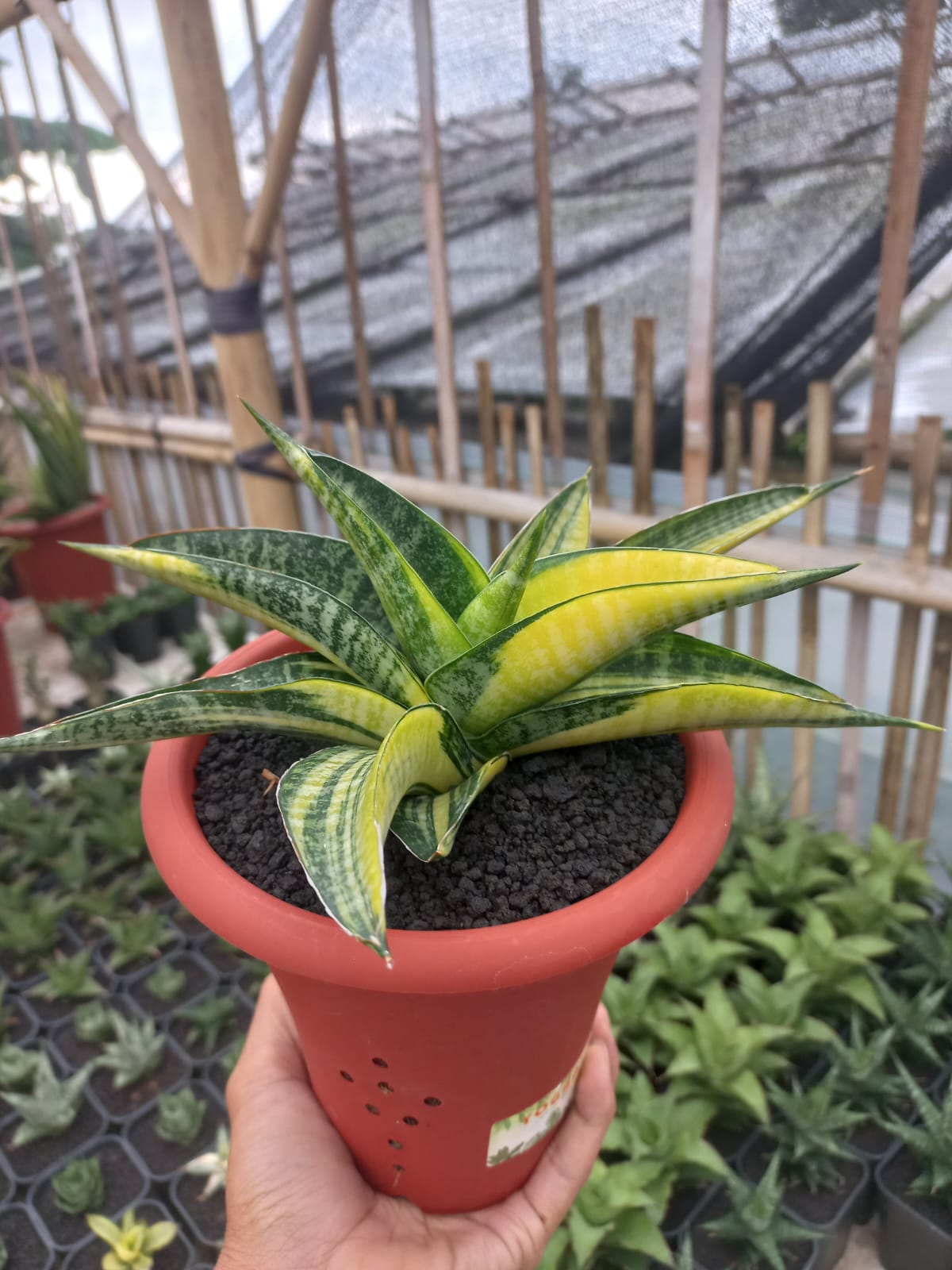 Sansevieria Boncel Ariella