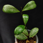 Hoya Brevialata Silver Splash