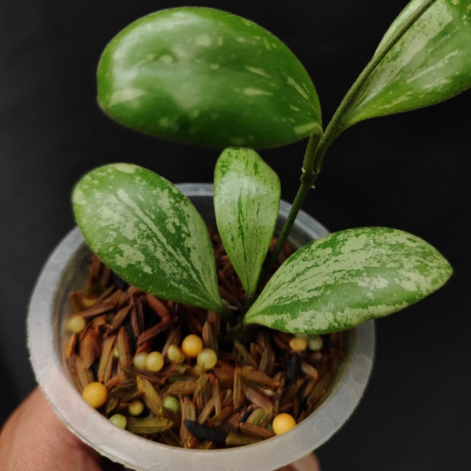 Hoya Brevialata Silver Splash