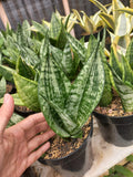 Sansevieria Casper