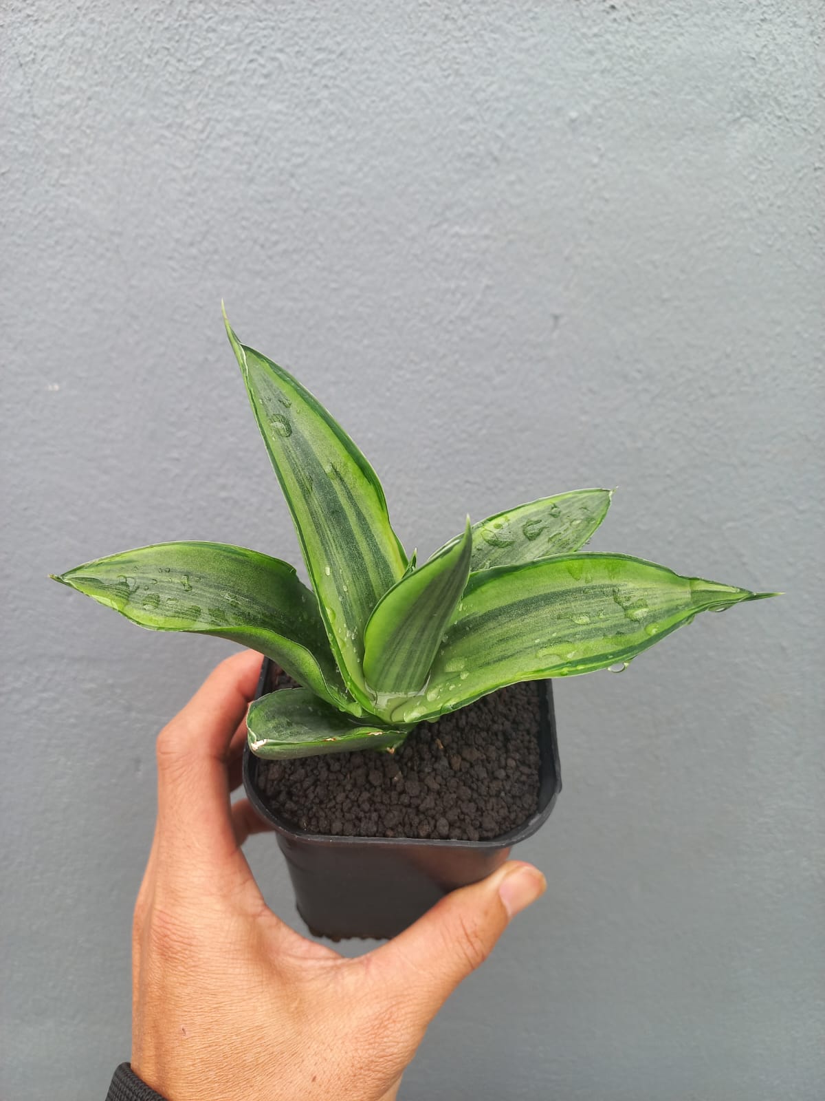 Sansevieria Chelomita White