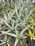 Sansevieria Cinta