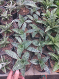 Sansevieria Cleopatra