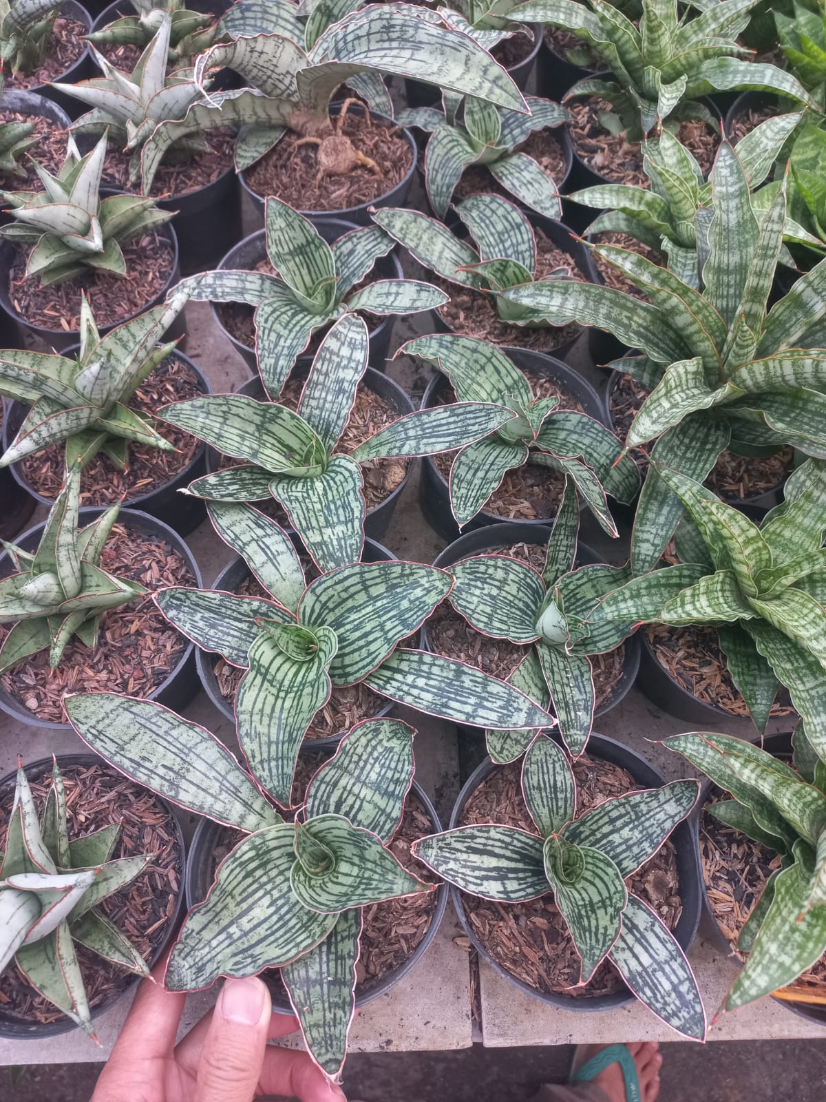 Sansevieria Cleopatra