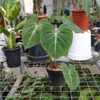 Philodendron Gloriosum