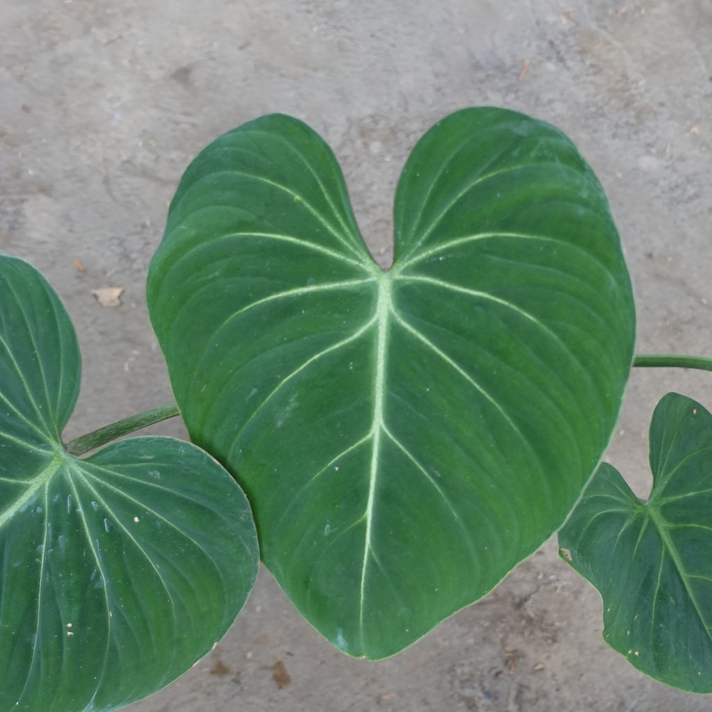 Philodendron Gloriosum