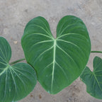 Philodendron Gloriosum