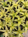 Sansevieria Cordova