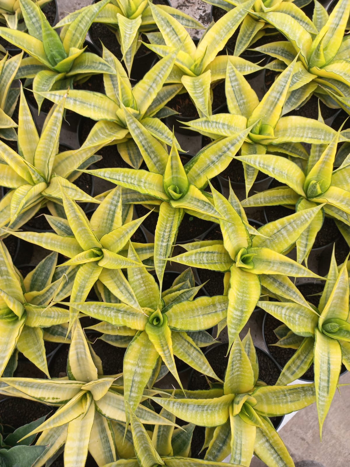 Sansevieria Cordova