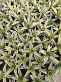 Sansevieria Cordova White