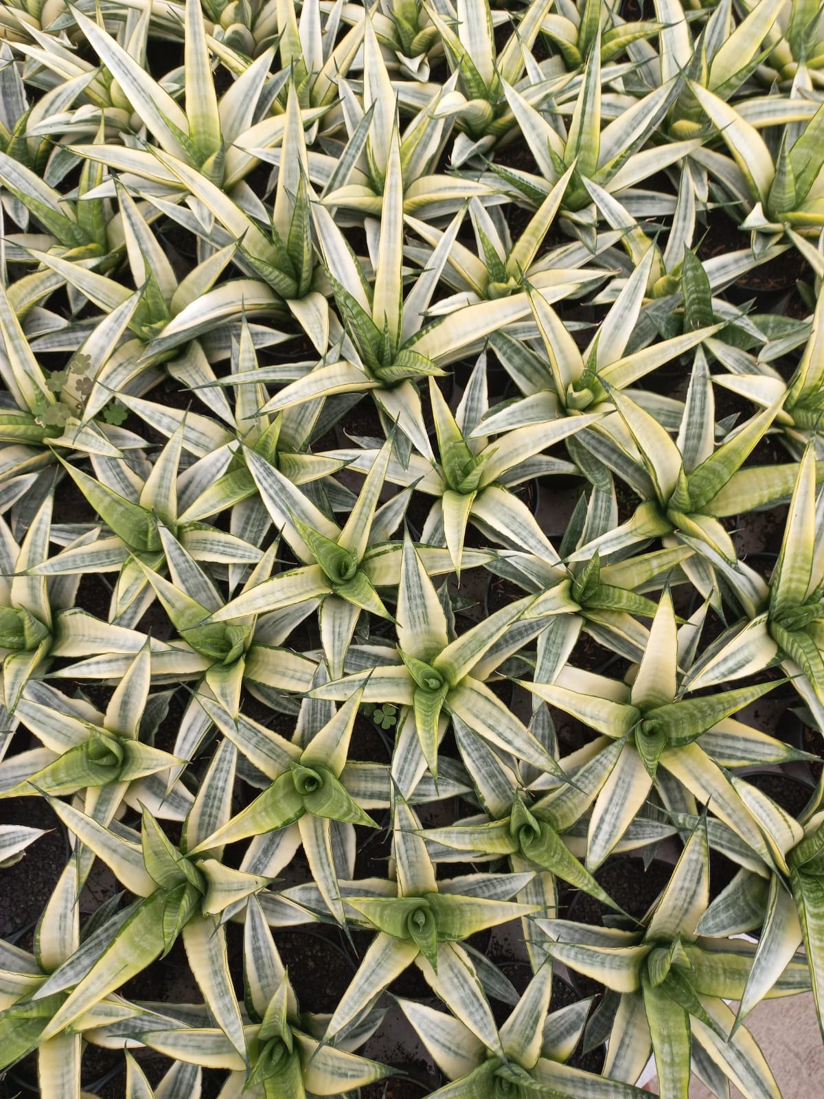 Sansevieria Cordova White