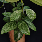Hoya Crassipetiolata Super Splash