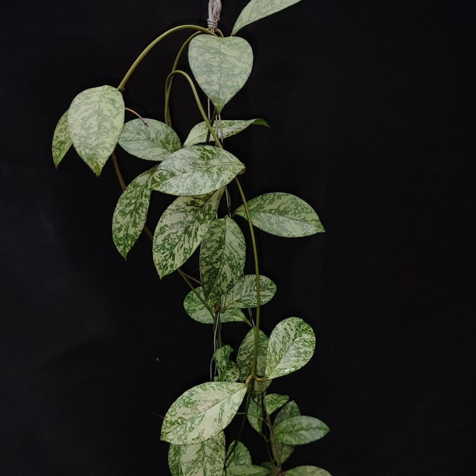 Hoya Crassipetiolata Super Splash