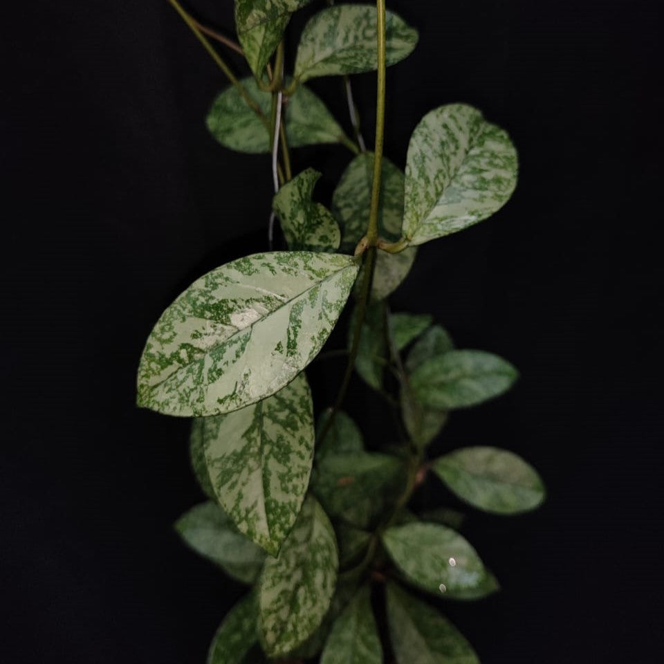 Hoya Crassipetiolata Super Splash