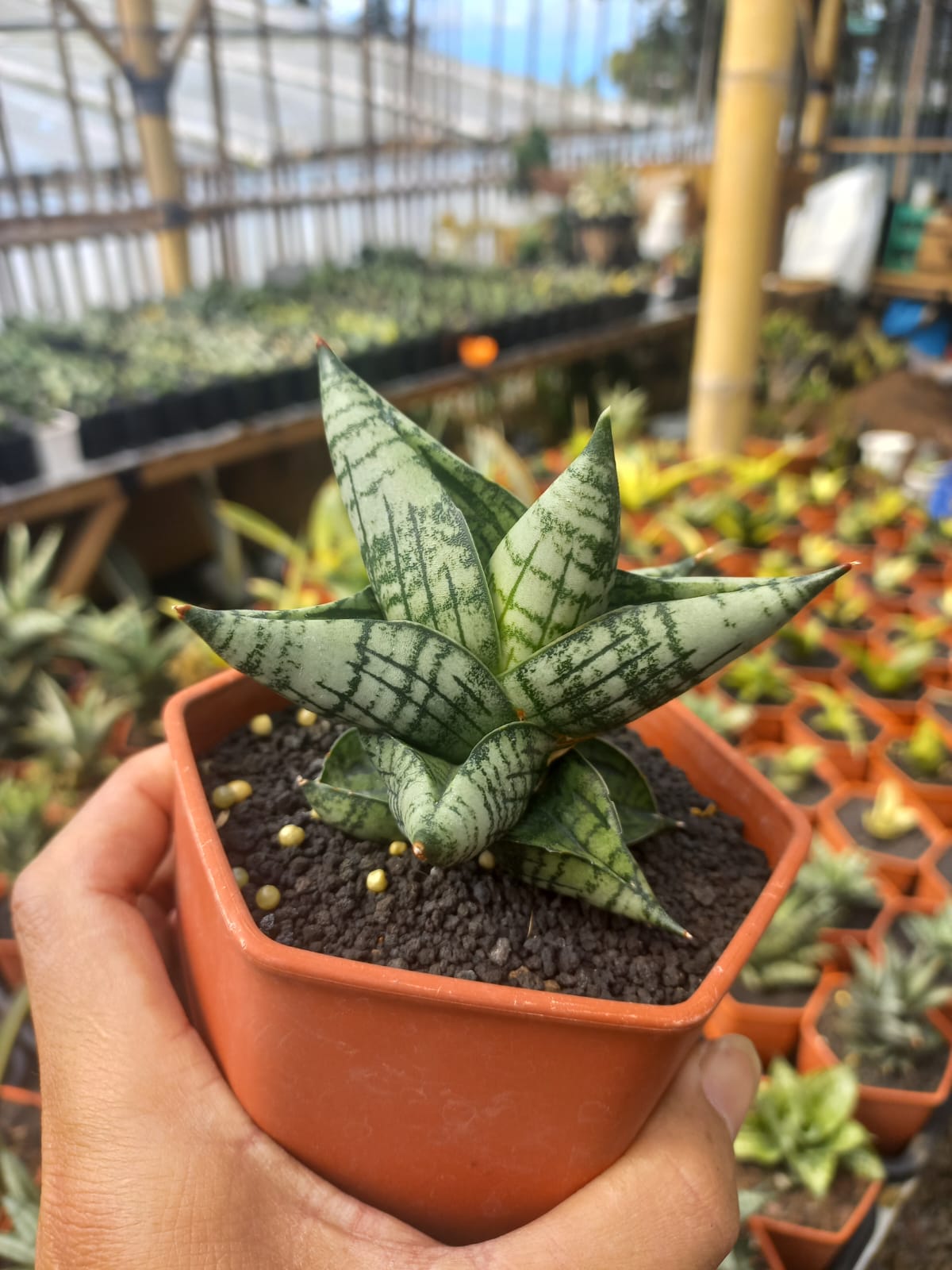 Sansevieria Crigis