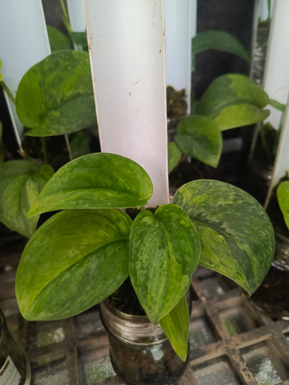 Scindapsus Dark Cloud "Sanghyang"