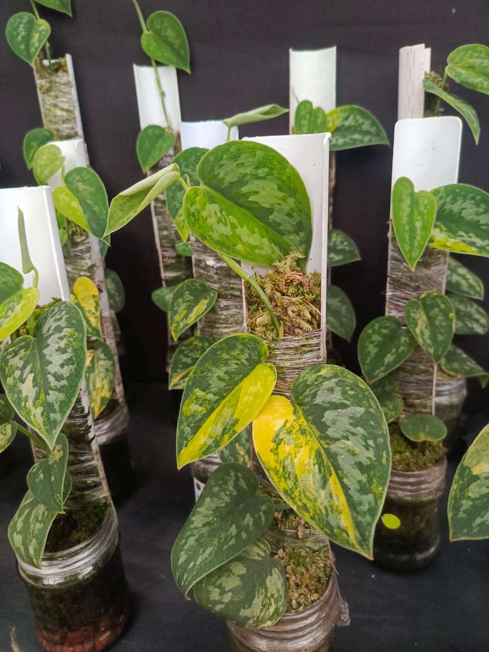 Scindapsus Dark Exotica "Green Diamond"