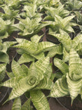 Sansevieria Diva