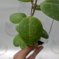 Hoya Dolicosparte