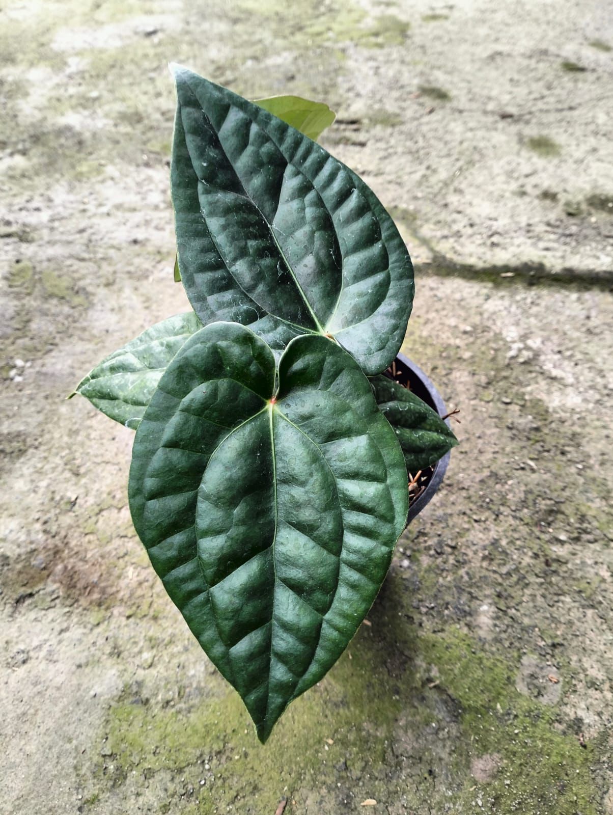 Anthurium Dorayaki x Luxurian