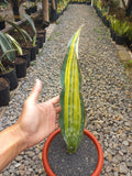 Sansevieria Dragon King