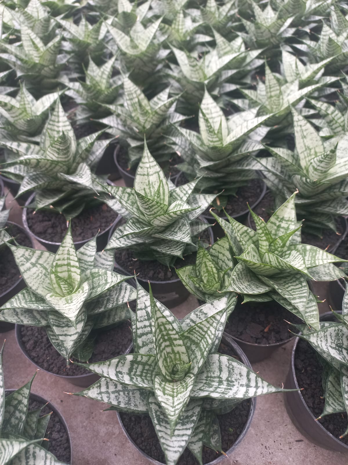 Sansevieria Ehrendel