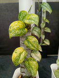 Scindapsus Exotica "Geulis Peasun"